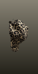 Sapca- animal print
